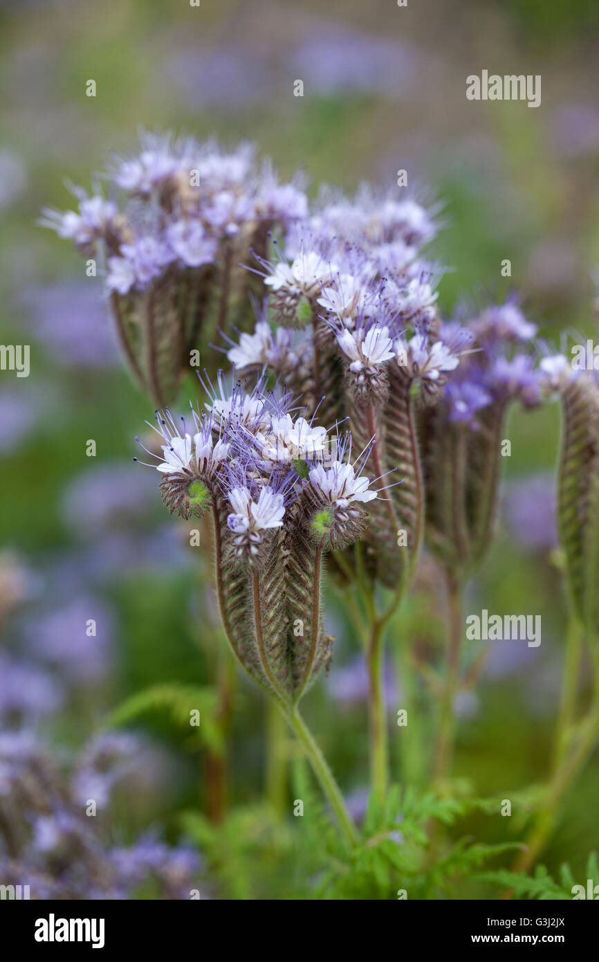 Manure garden hires stock photography and images Alamy