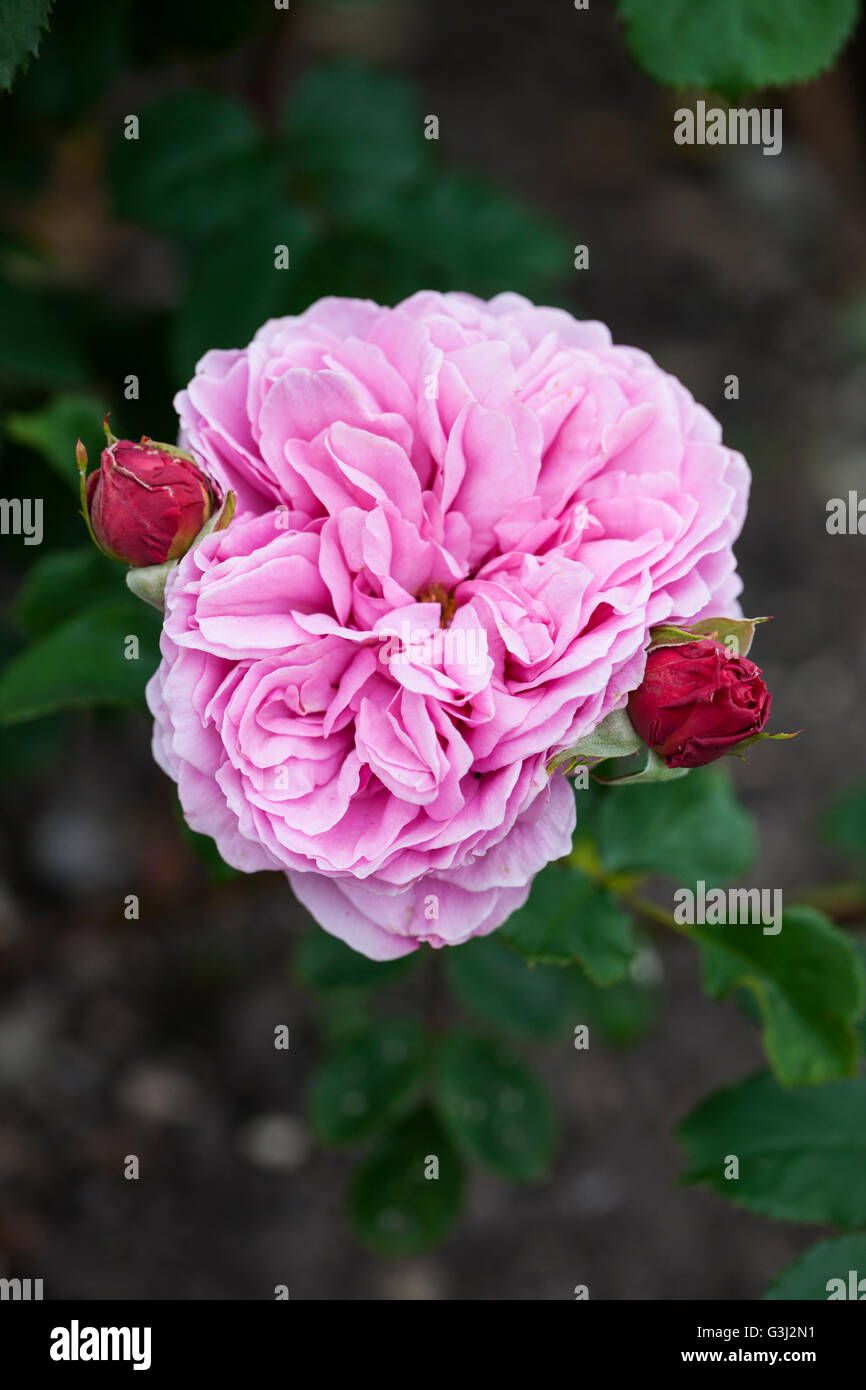 Close up of pink Rosa Princess Alexandra of Kent.  A David Austin rose flowering in an English garden, UK Stock Photo