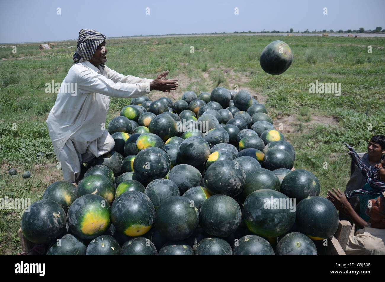 Pakistani farmers busy in their trucks loaded with watermelon at a