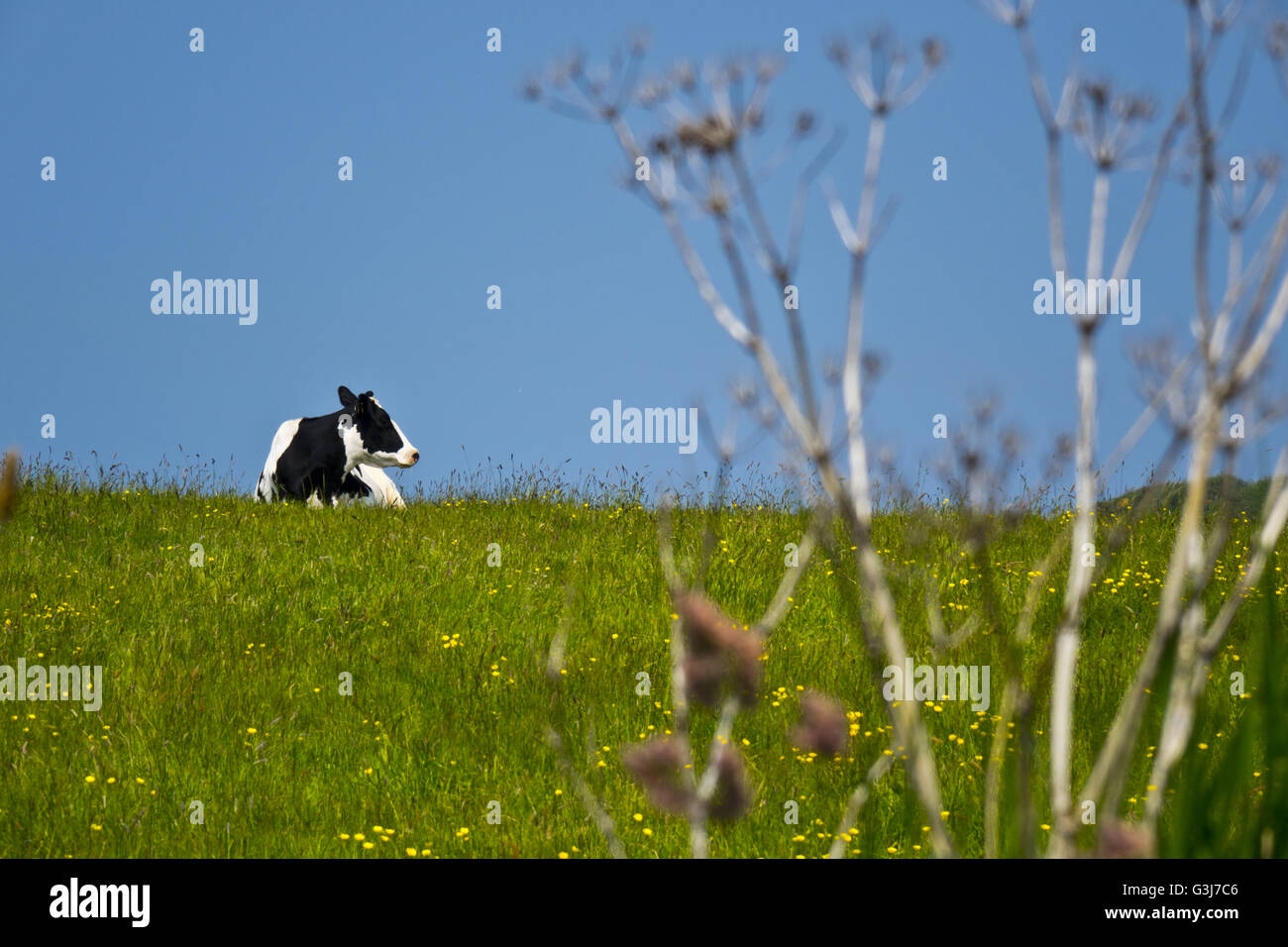 Holstein Friesian cattle cows Stock Photo - Alamy