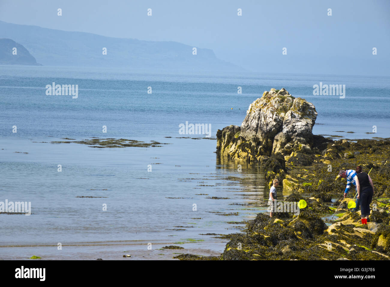 Skernaghan point Browns Bay Islandmagee county Antrim Northern Ireland ...