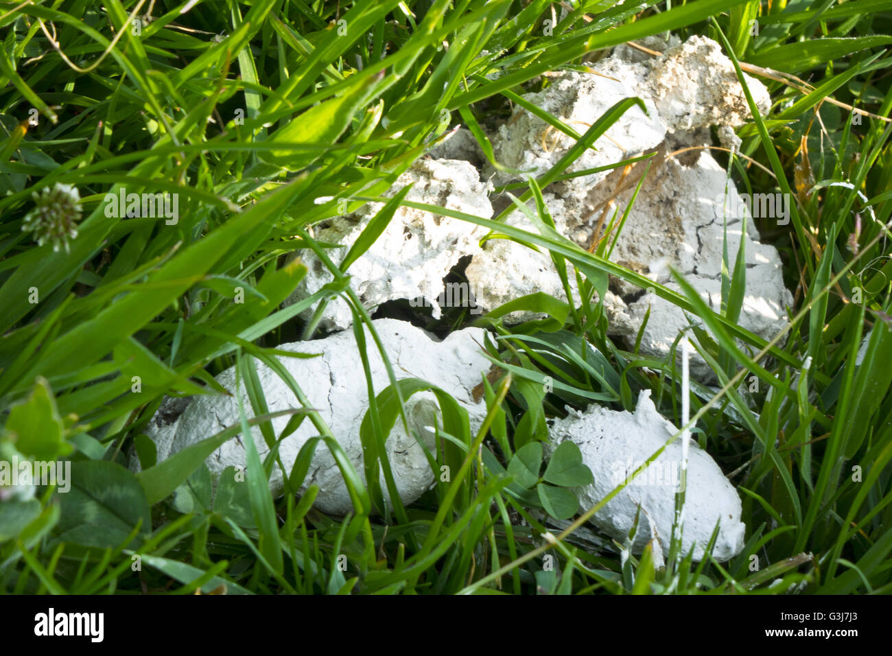 white dog poo Stock Photo Alamy