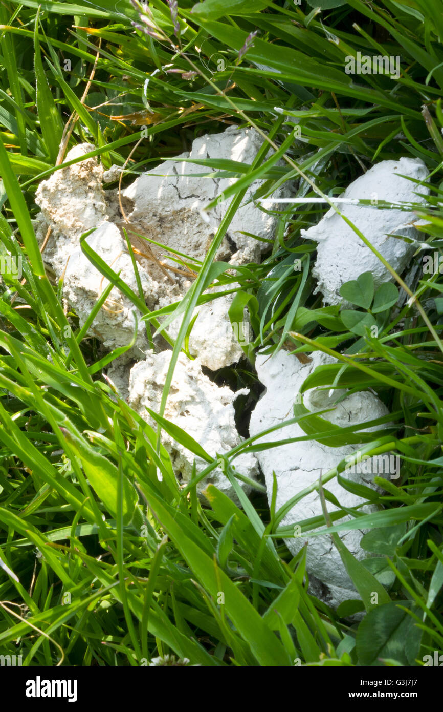 white dog poo Stock Photo Alamy
