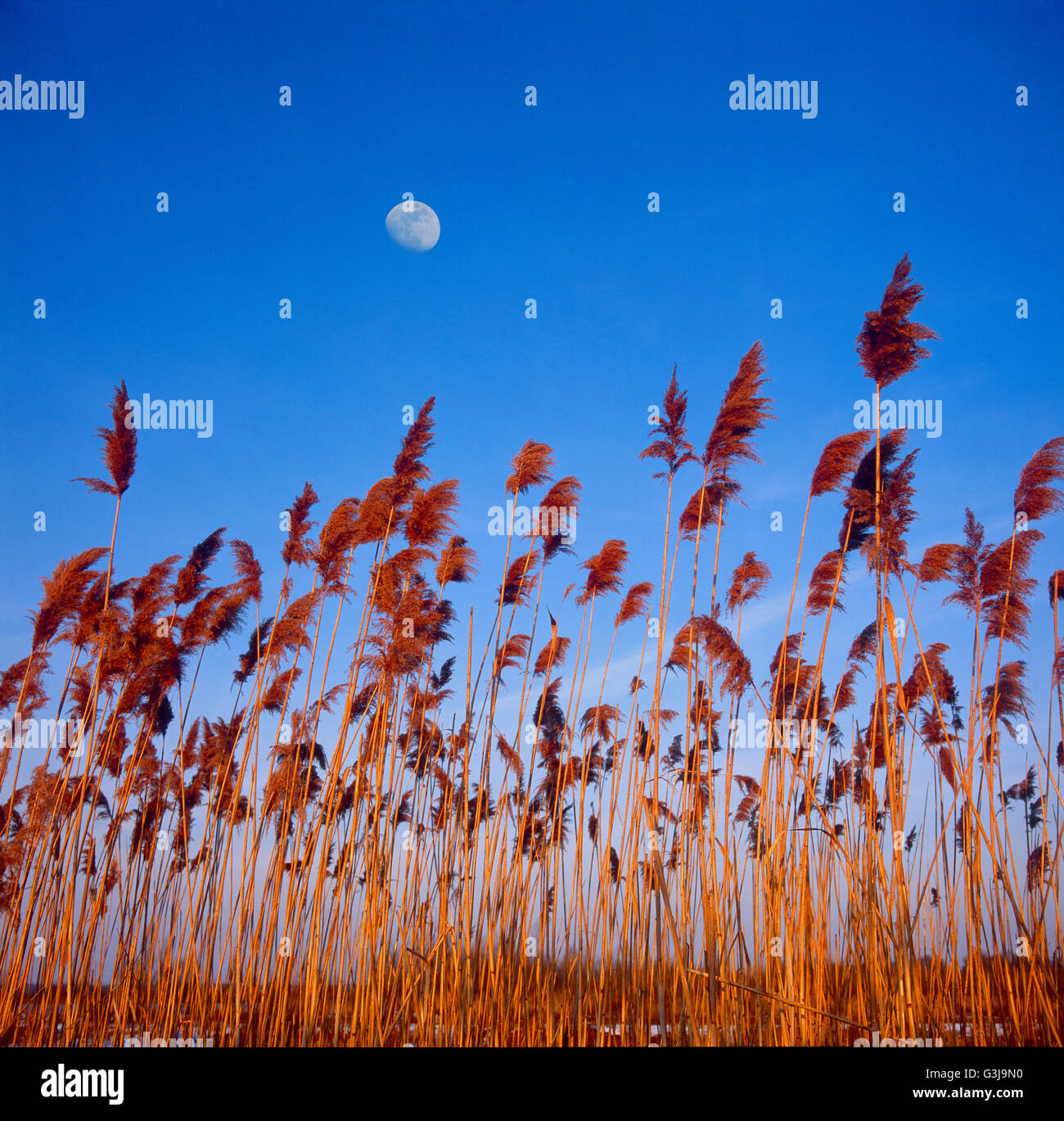 Reeds and moon on the sky Stock Photo