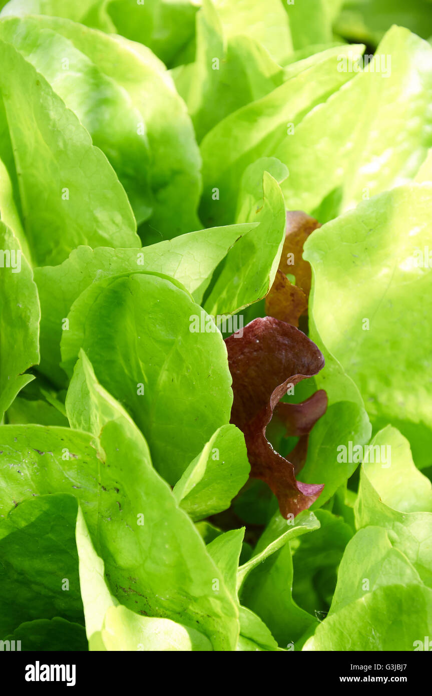 Fresh green lettuce salad leaves closeup in warm sunlight Stock Photo