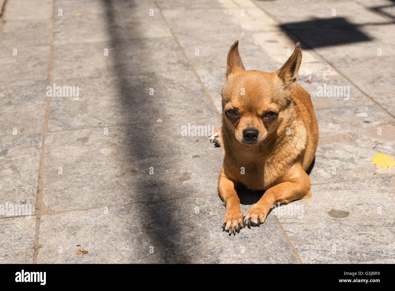 Chihuahua Chihuahua (dog)