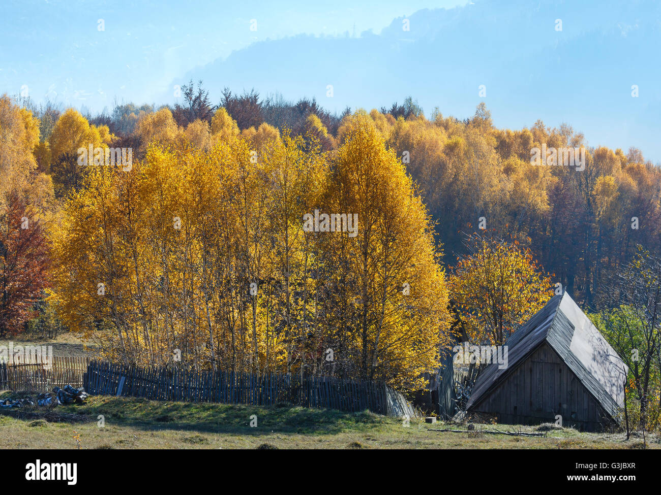 Autumn misty mountain slope with yellow birch trees and roof of wooden house. Stock Photo