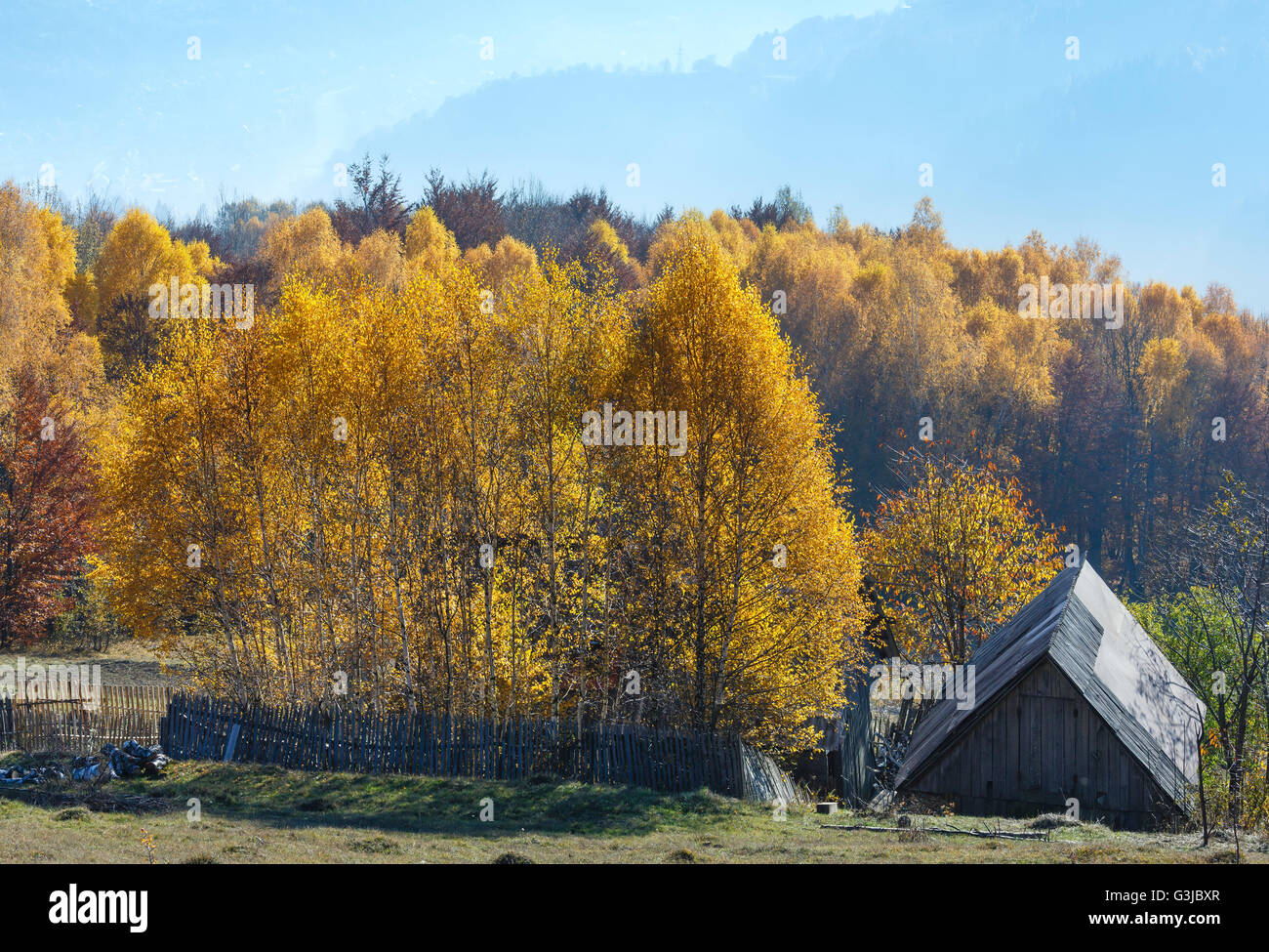 Autumn misty mountain slope with yellow birch trees and roof of wooden ...