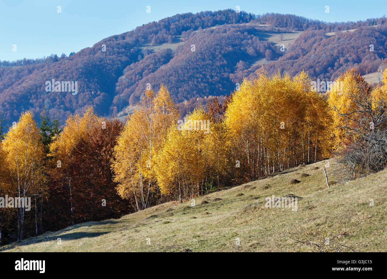 Autumn misty mountain view with yellow birch trees on slope. Stock Photo