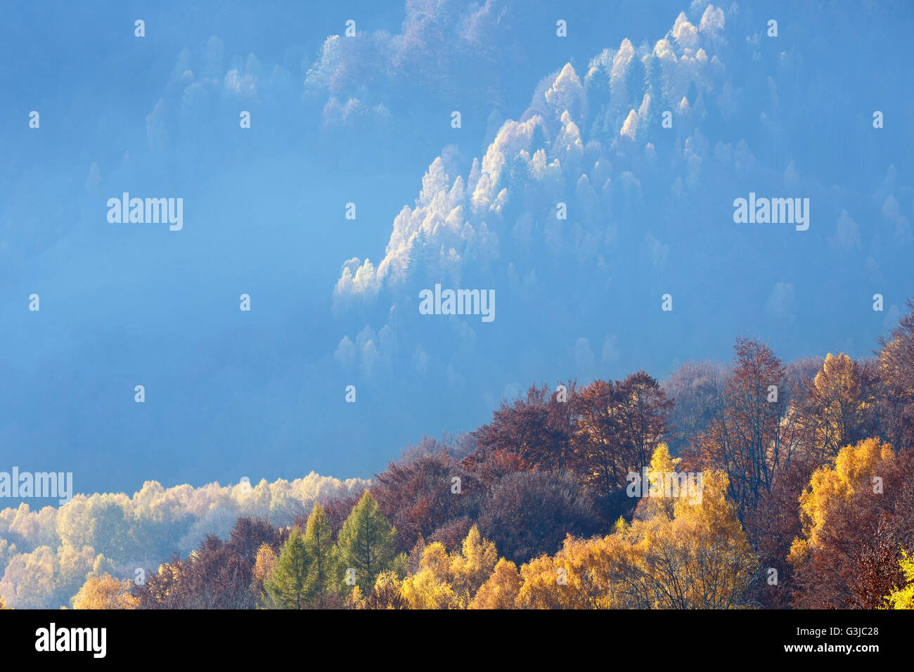 Autumn misty mountain slope with yellow foliage of birch trees. Stock Photo