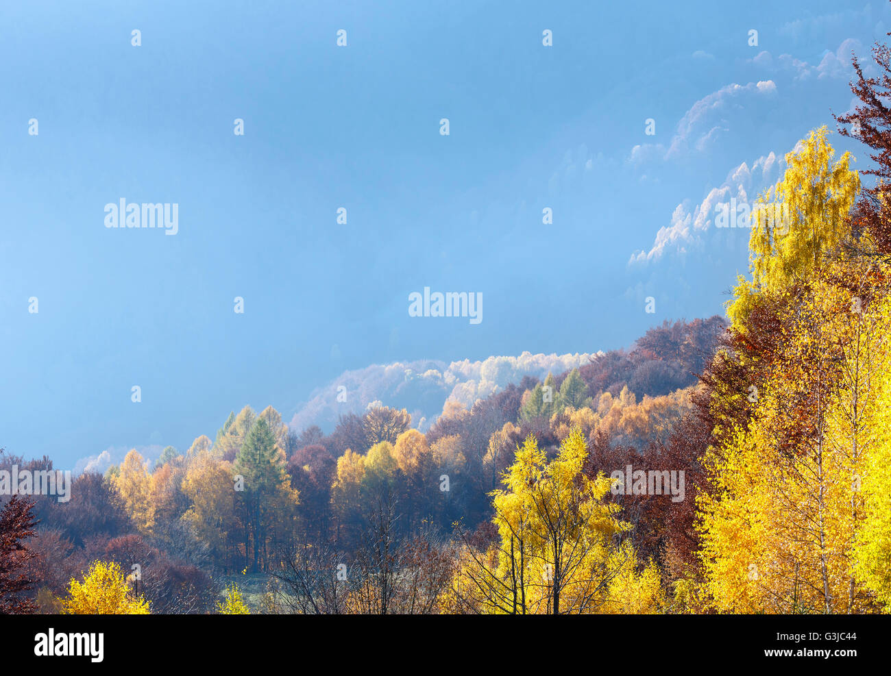 Autumn misty mountain slope with yellow foliage of birch trees. Stock Photo