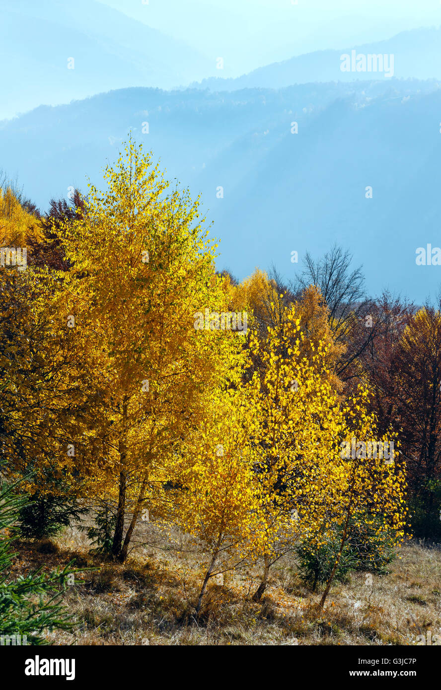 Autumn misty mountain view with yellow birch trees on slope. Stock Photo