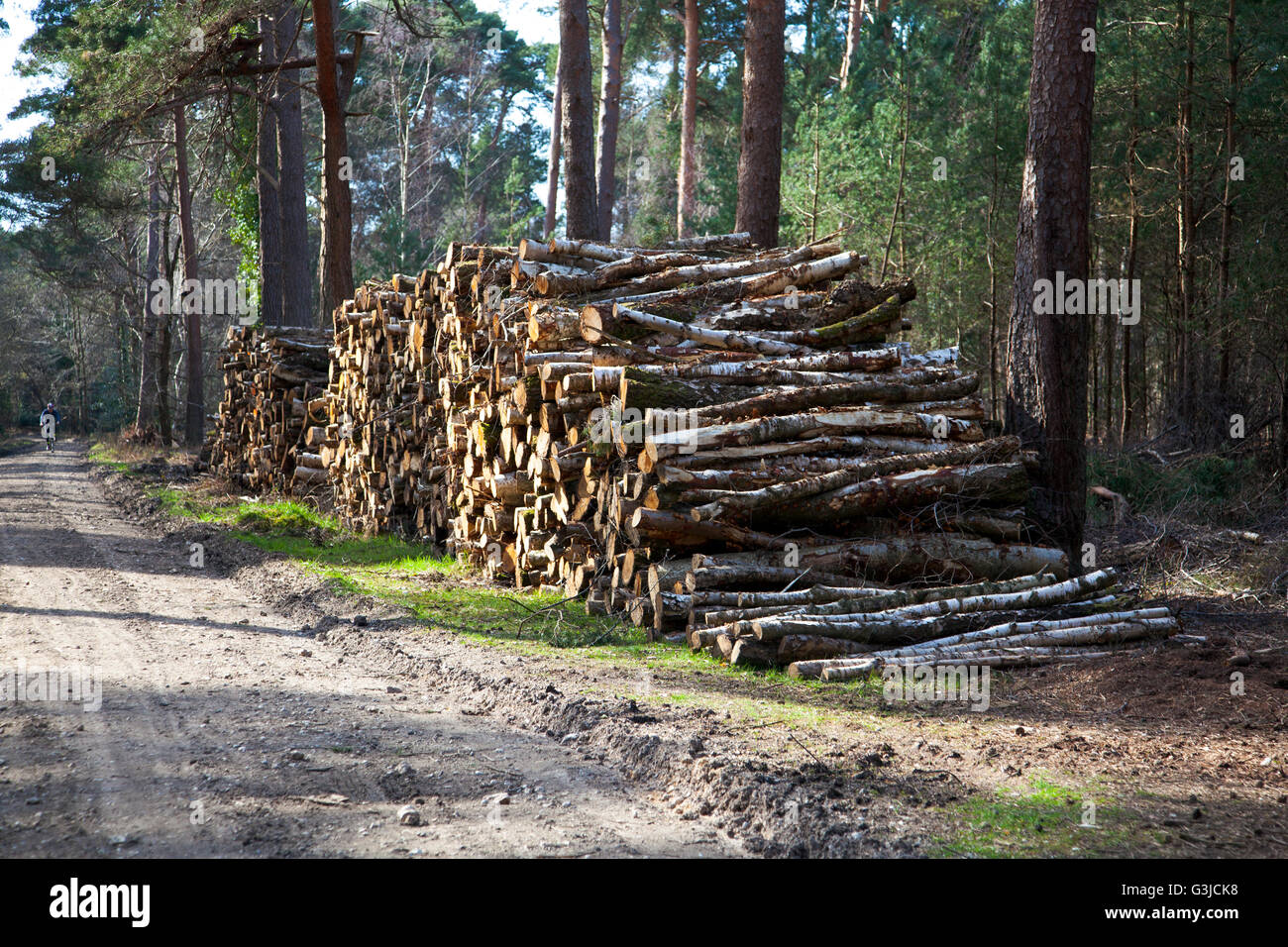 Large pile of timber by a dirt road in the forest (Brockenhurst, New Forest, UK) Stock Photo