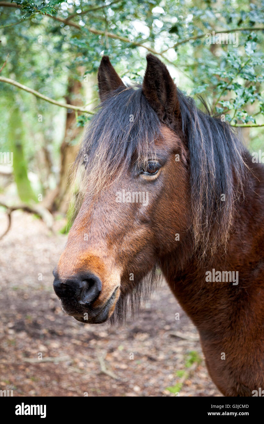 Portrait of a wild horse in a forest, Brockenhurst, United Kingdom Stock Photo