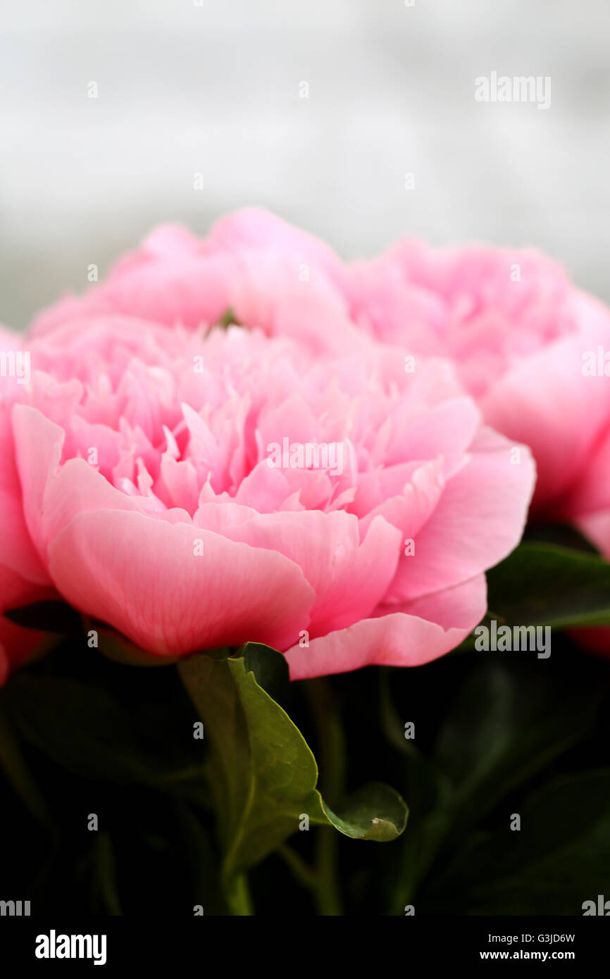 Photo of beautiful pink peonies in the summer garden Stock Photo - Alamy