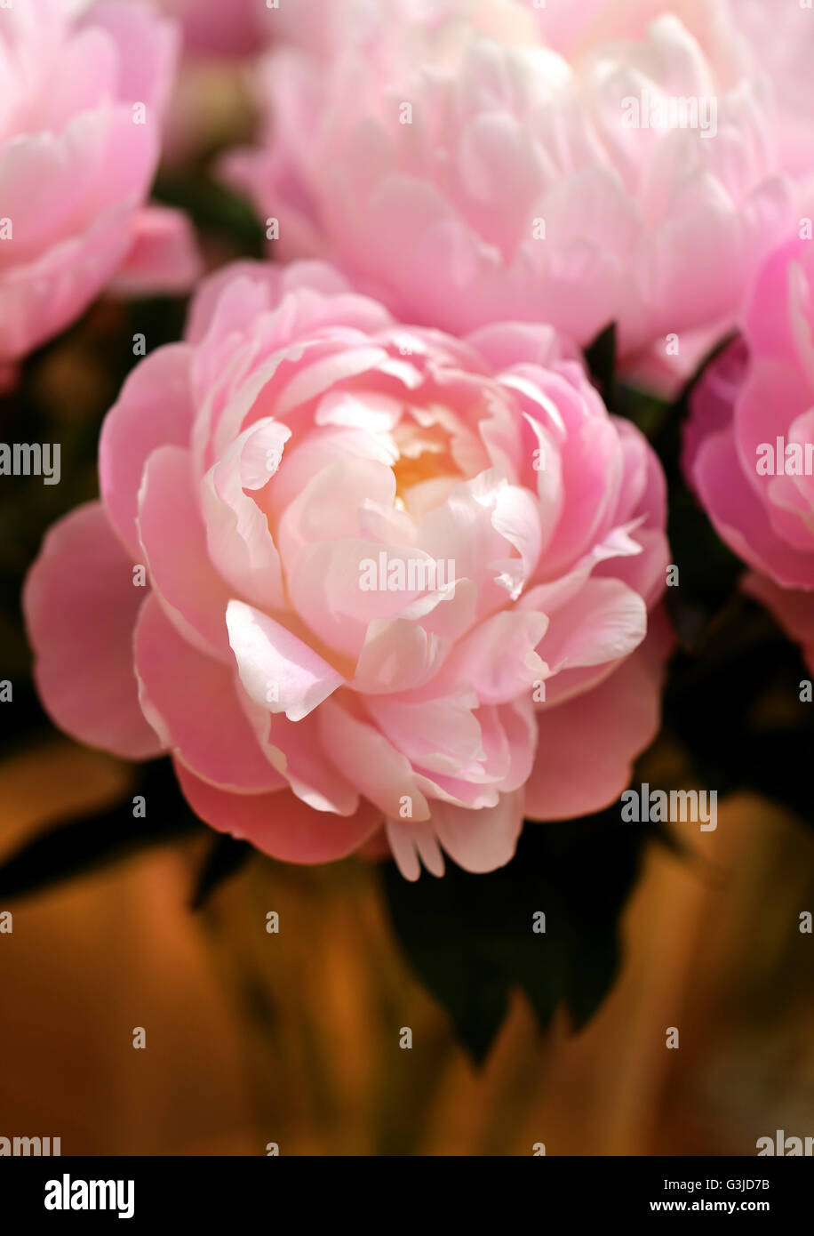 Photo of beautiful pink peonies in the summer garden Stock Photo - Alamy