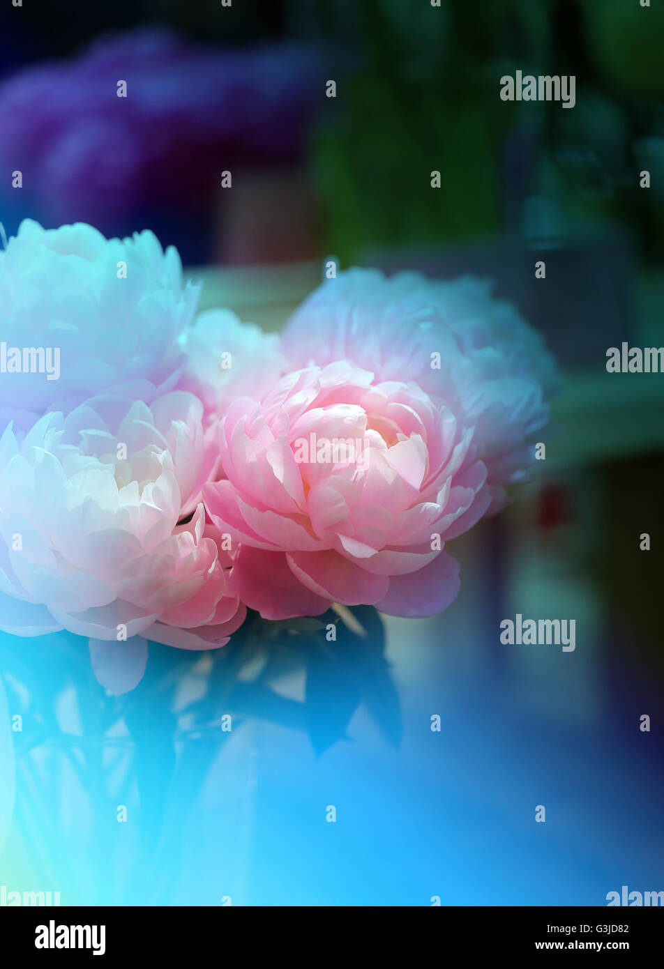 Photo of beautiful pink peonies in the summer garden Stock Photo - Alamy