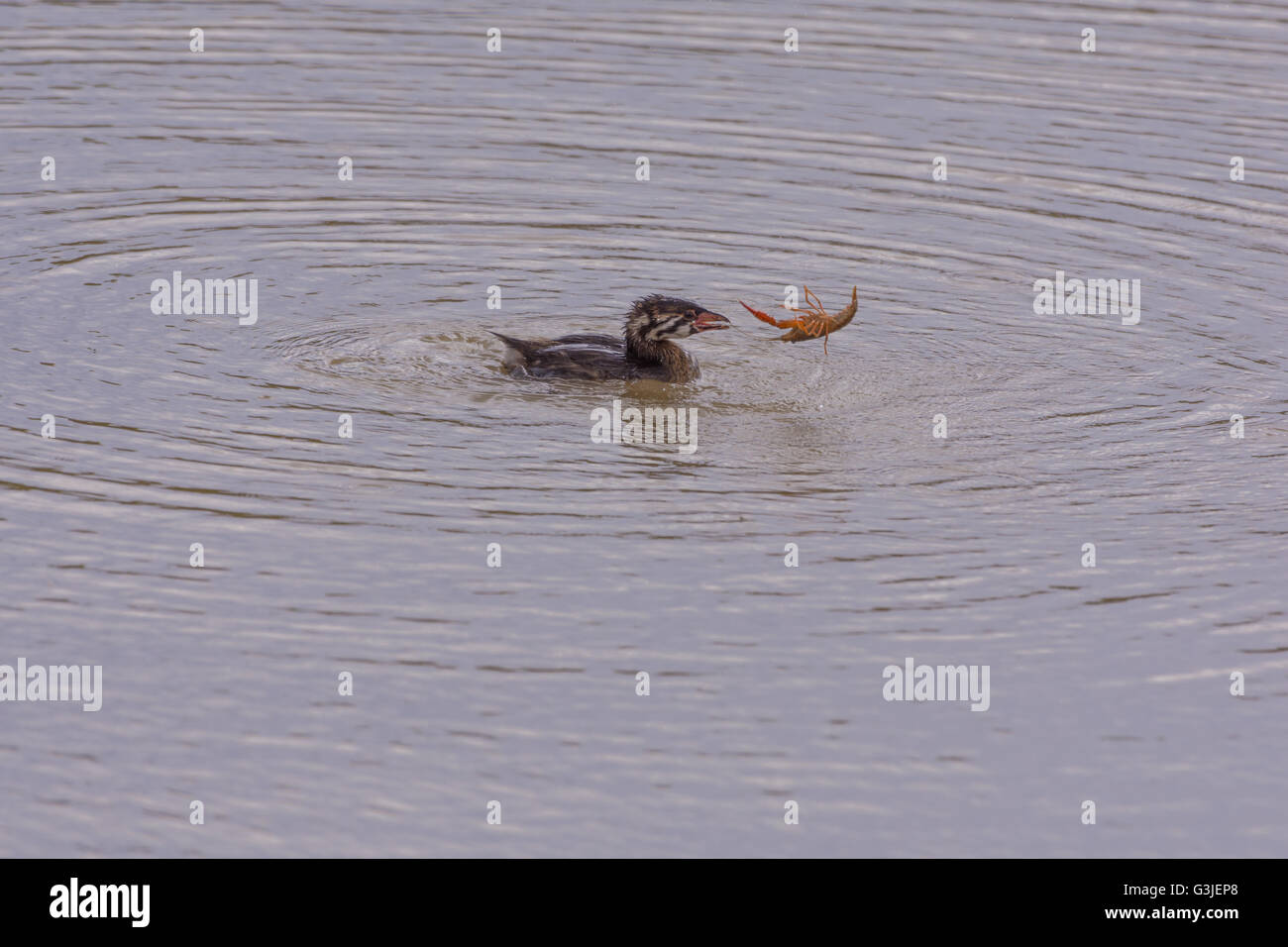 Juvenile Pied-billed Grebe, (Podilymbus podiceps), with a Crayfish.  Bosque del Apache National Wildlife Refuge, New Mexico, USA Stock Photo