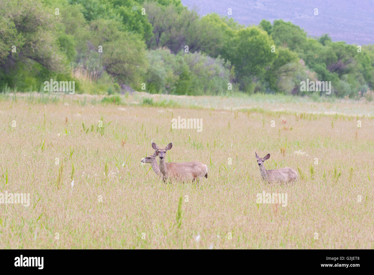 Rocky Mountain Mule Deer, (Odocoileus hemionus hemionus), does and adolescents.  Bosque del Apache National Wildlife Refuge, NM Stock Photo