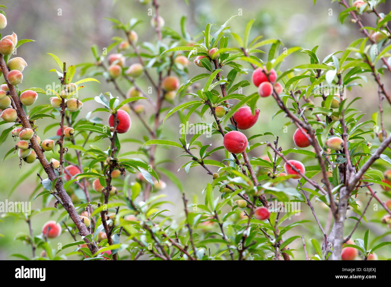 Peach (Prunus persica) fruits on the tree Stock Photo