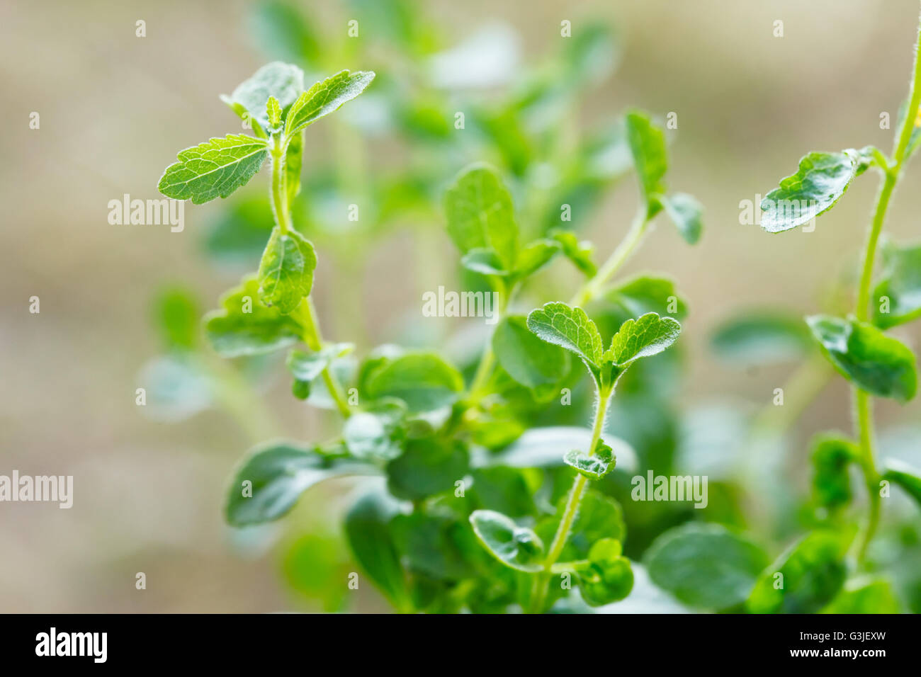 Stevia plant ; The native shrub plant of South America that use as a resource of sweetener in
