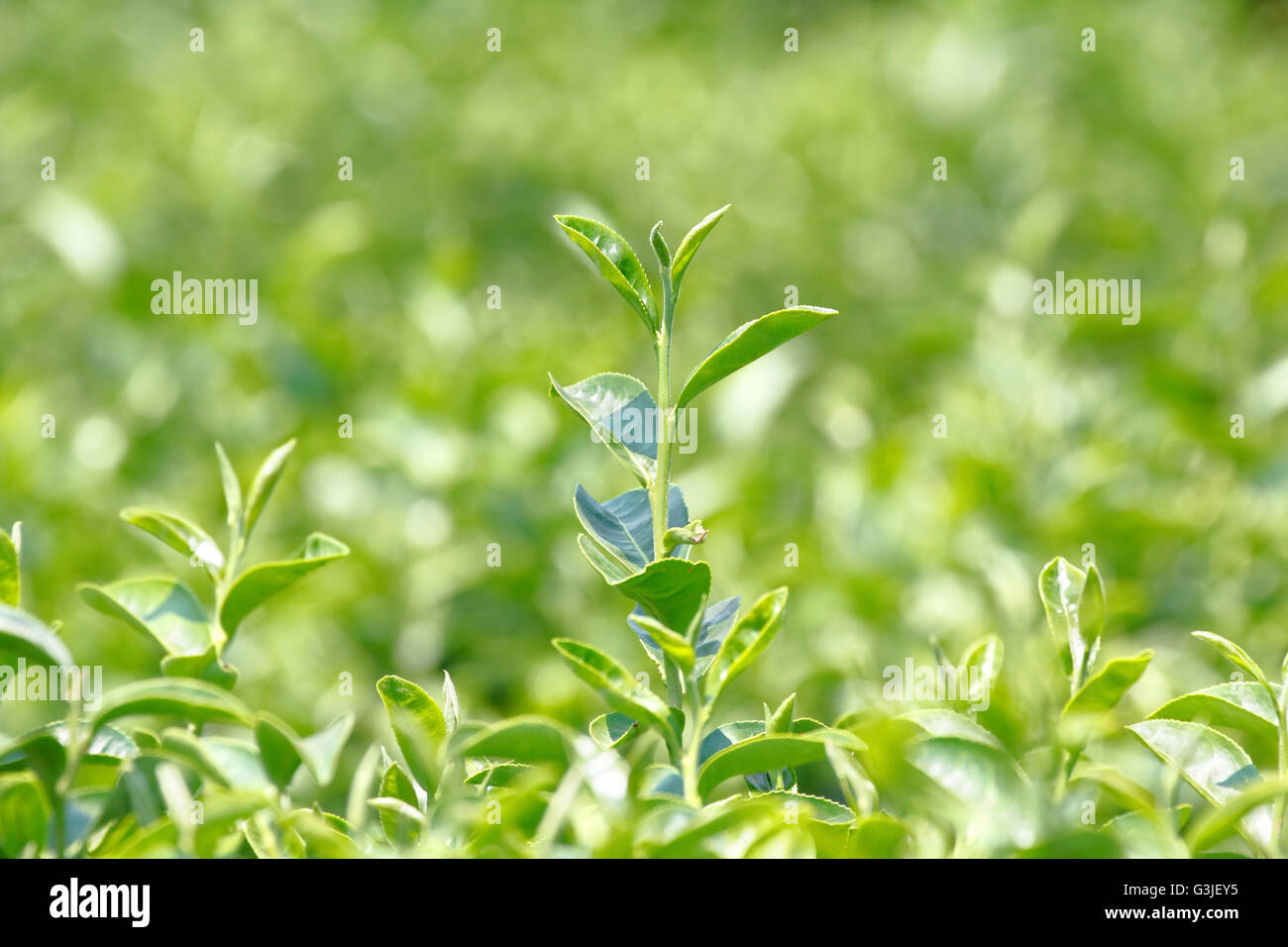 Tea plant (Camellia sinensis var. sinensis / Chinese tea) the plant that use to produce aromatic beverage “tea” Stock Photo
