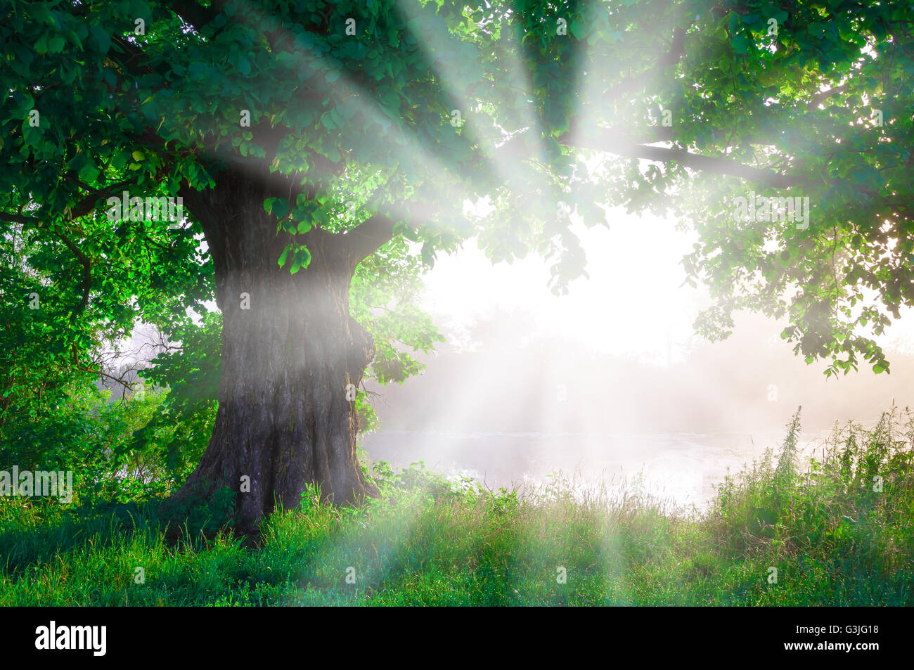 Oak tree in full leaf in summer standing alone Stock Photo - Alamy