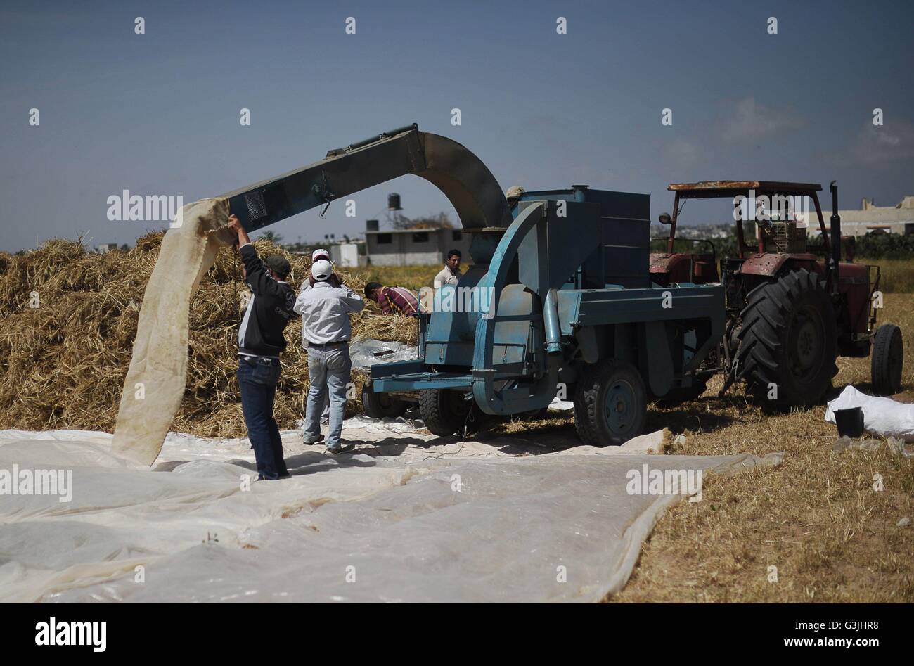 Palestinian Farming Gaza, Palestine. 24th Apr, 2016. Palestinian farmers harvest wheat on a ...