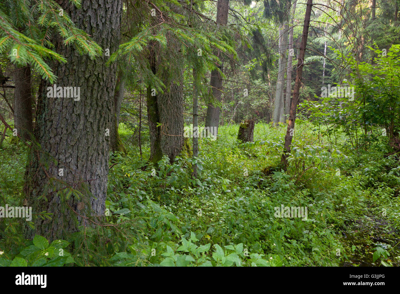 Summertime look of natural riparian stand rain after, Bialowieza Forest, Poland, Europe Stock Photo