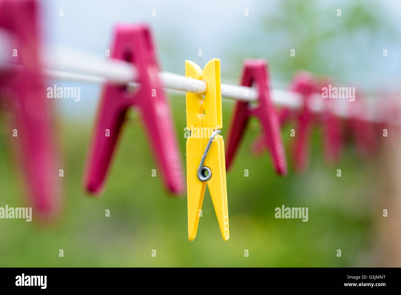 One yellow washing peg with several red plastic pegs on a white rope washing-line outdoors. Stock Photo