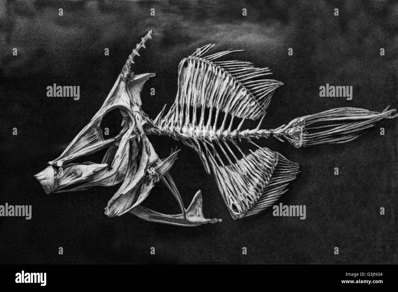 Skeleton Fish Files, Monacanthus chinensis, painting ,profile,photo Stock Photo