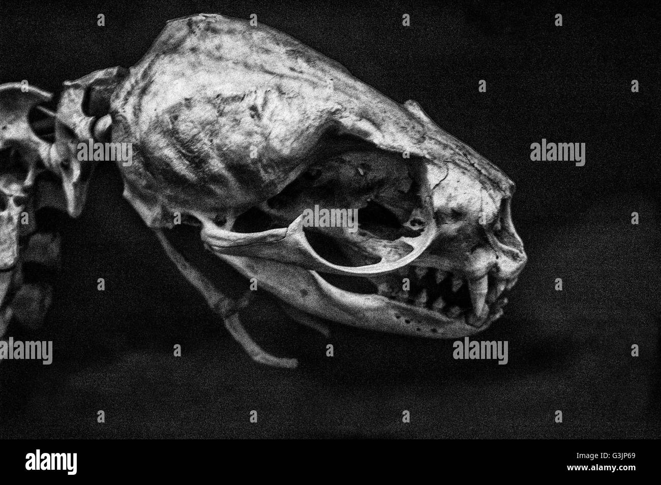 Skull northern fur seal,Callorhinus ursinus, photo Stock Photo