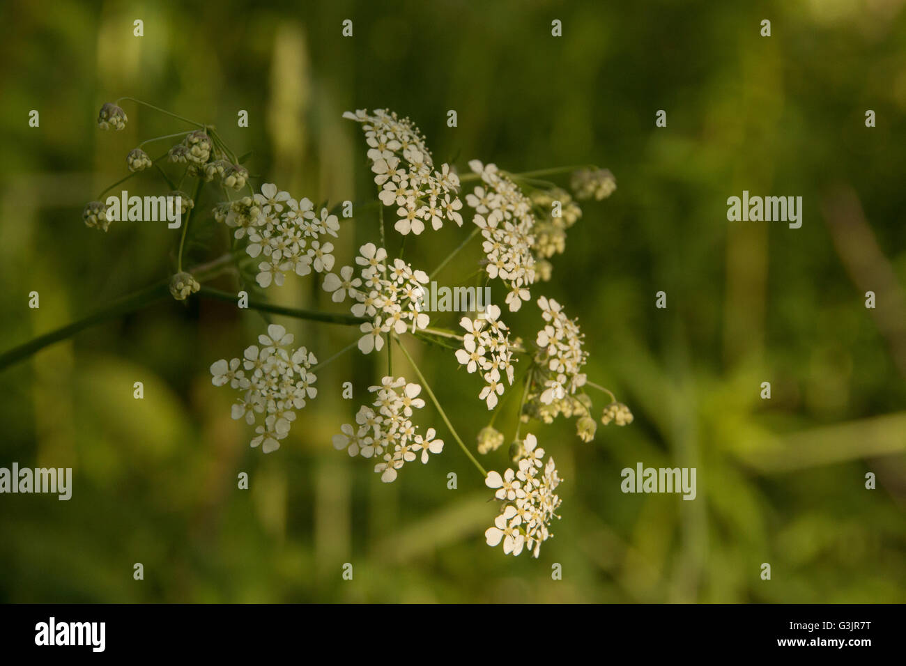 close up Cow parsley Anthriscus sylvestris lit by soft evening light Stock Photo