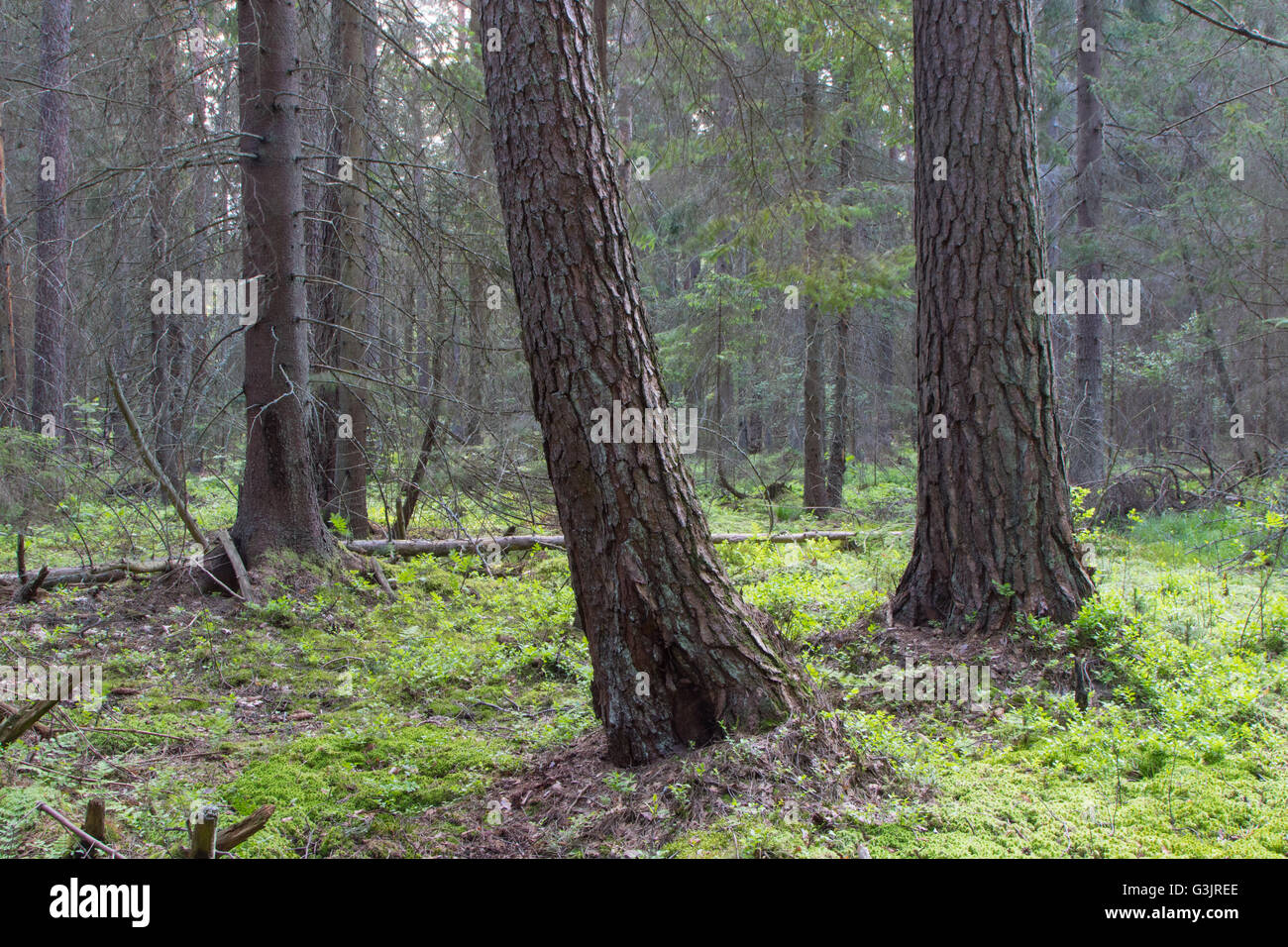 Coniferous forest floor hi-res stock photography and images - Alamy