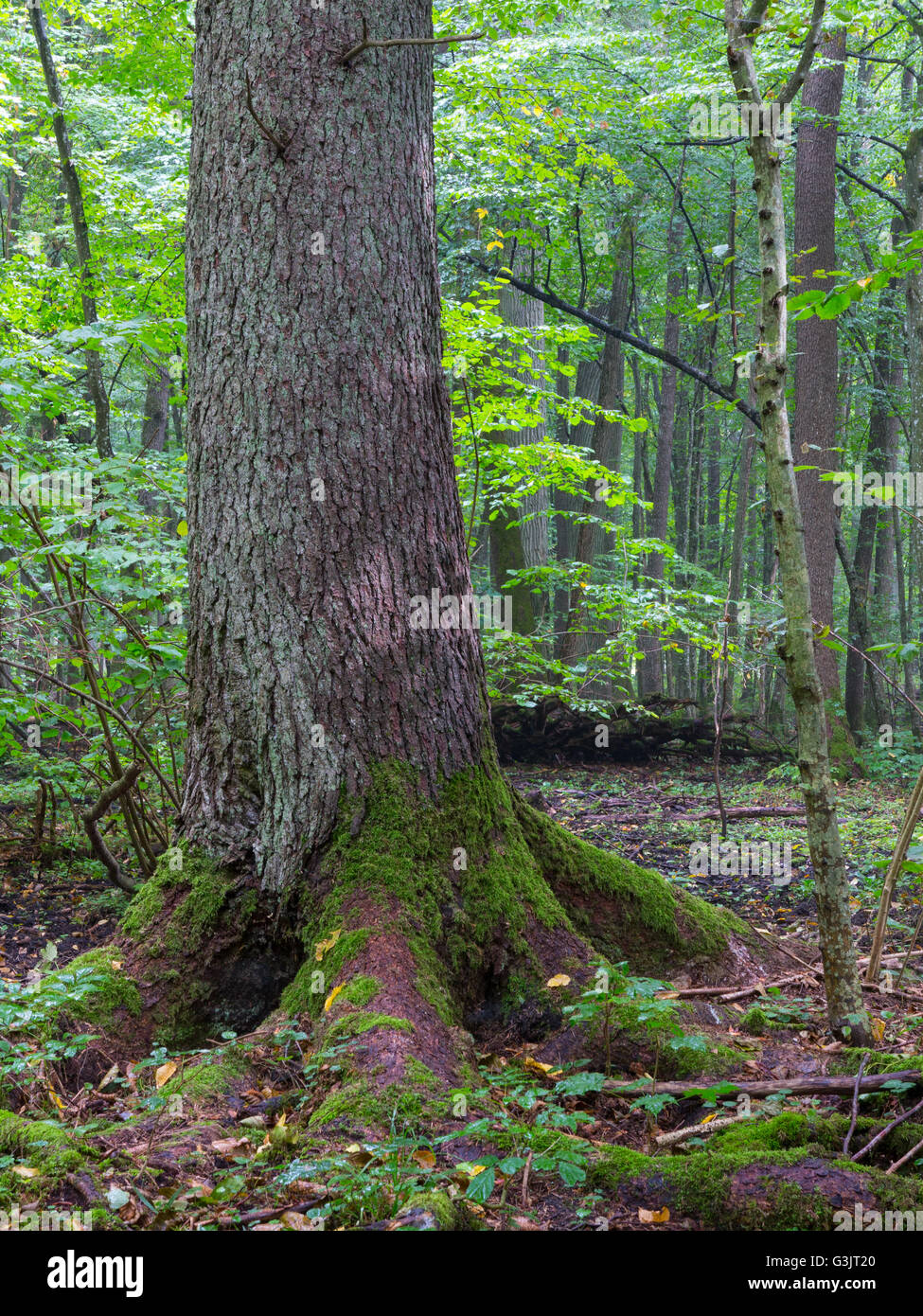 Old Norwegian Spruce(Picea abies) in foreground and old oak in background, Bialowieza Forest,Poland,Europe Stock Photo
