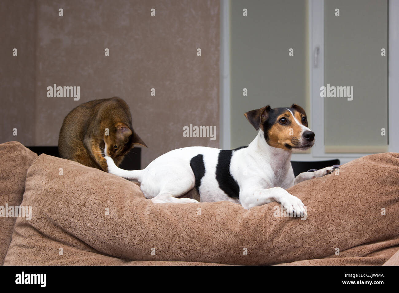 Cat sitting on couch hires stock photography and images Alamy