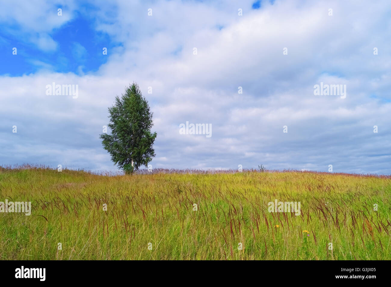 Lonely tree in grass field and cloudy sky Stock Photo - Alamy