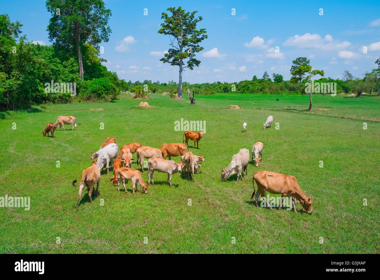 Cows grazing in a fresh green summer field Stock Photo - Alamy