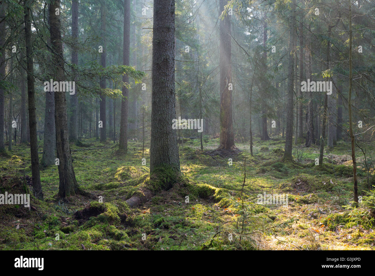Sunbeam entering coniferous stand in misty morning,BIalowieza Forest,Poland,Europe Stock Photo