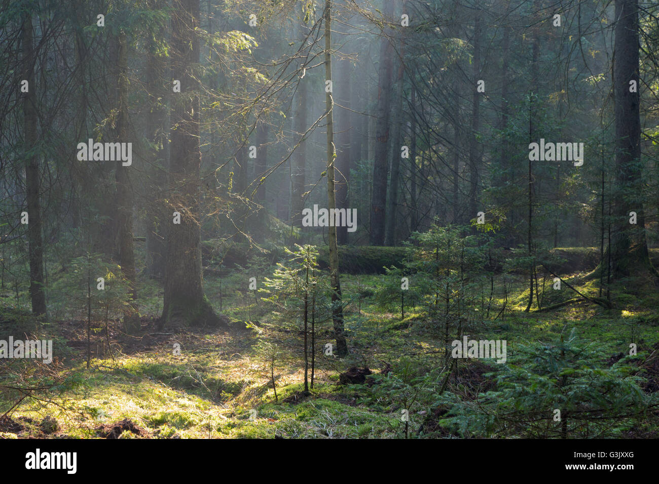 Sunbeam entering coniferous stand in misty morning,BIalowieza Forest,Poland,Europe Stock Photo