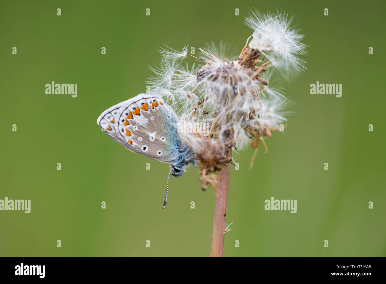 Common blue butterfly (Polyommatus icarus) Stock Photo
