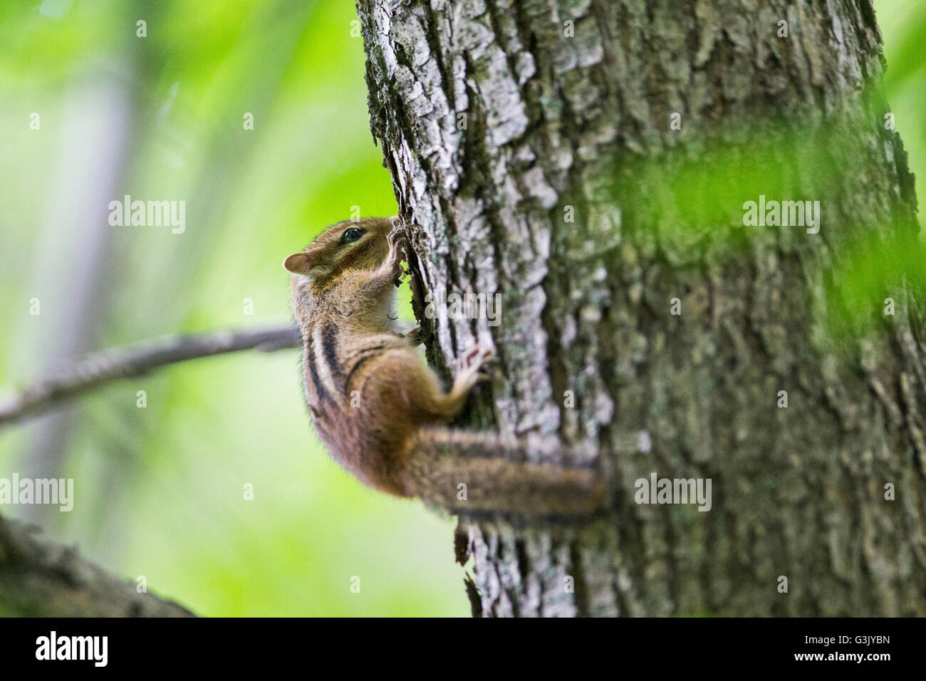Tamias Spring Eastern Chipmunk (Tamias striatus) in spring Stock Photo - Alamy