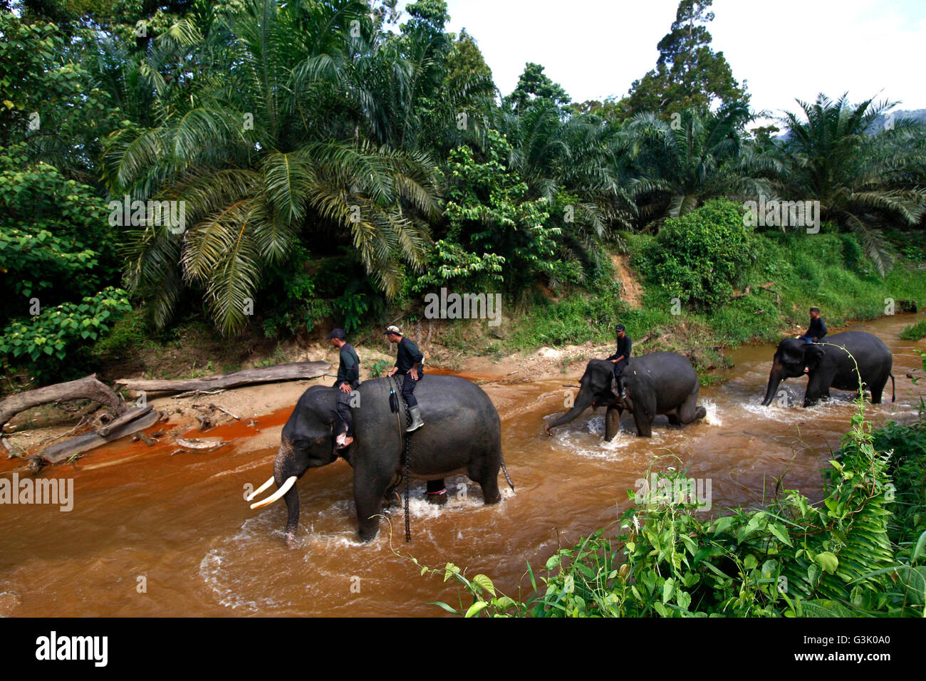 South Aceh, Indonesia. 16th Apr, 2016. Sumatran Elephants are seen in a