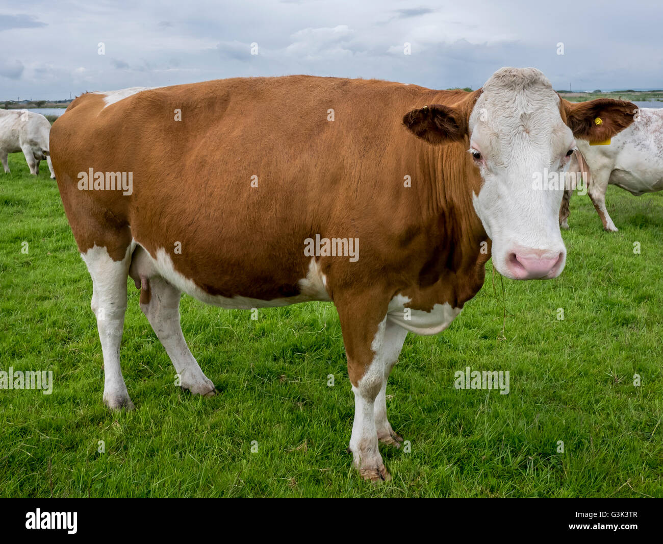 taurine cattle taurine cattle