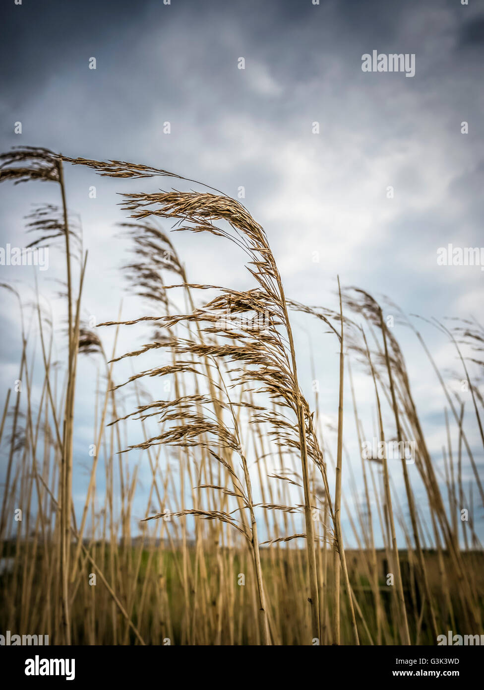 Reeds blowing in the wind at Dungeness Stock Photo Alamy
