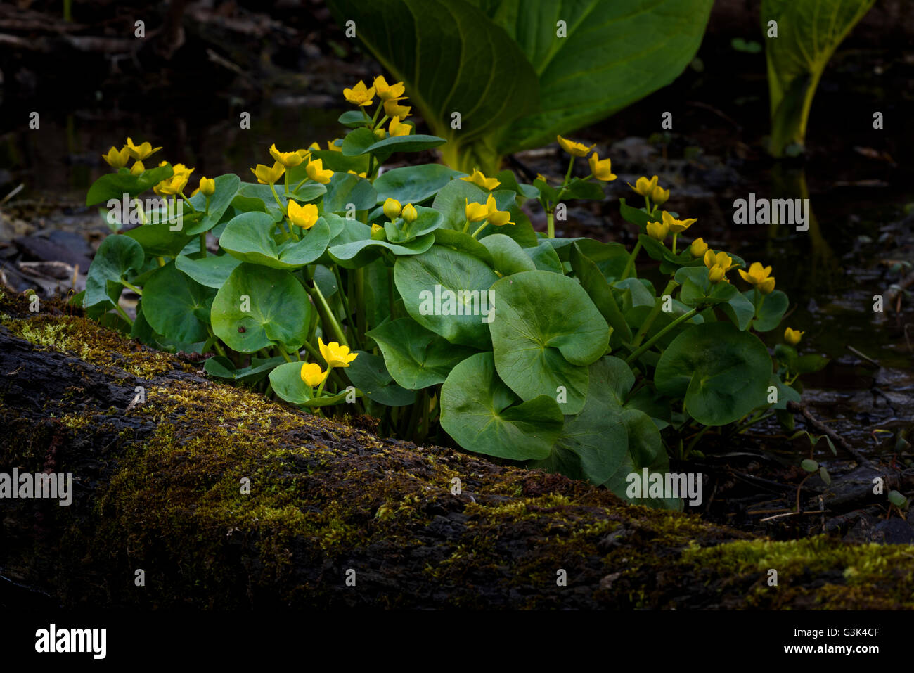 Caltha palustris (Marsh Marigold) blooming at Nine Mile Creek in Bloomington, MN. Stock Photo