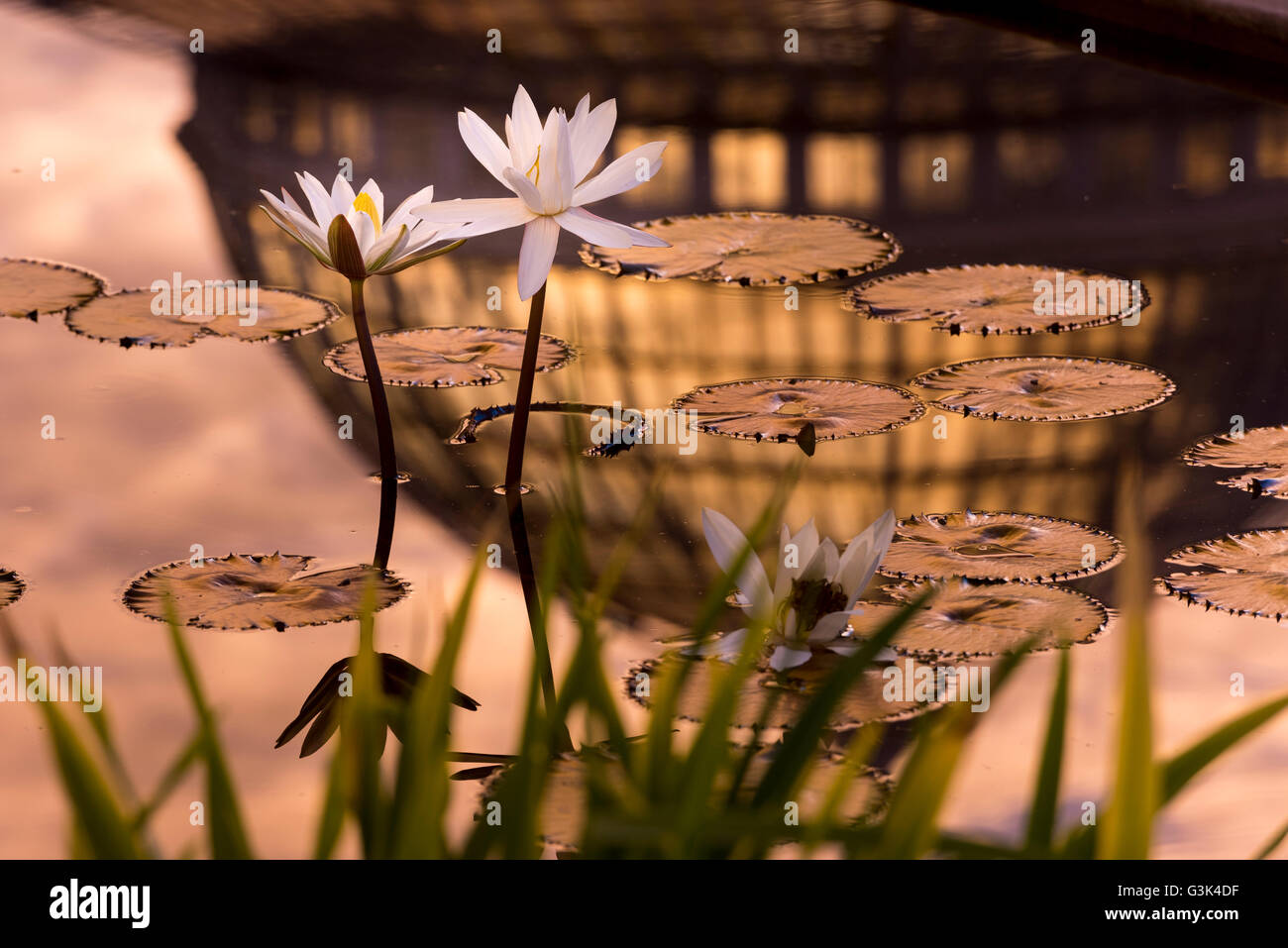 Tropical water lily flowers and pads with colorful sunrise and conservatory dome reflected in water. Stock Photo