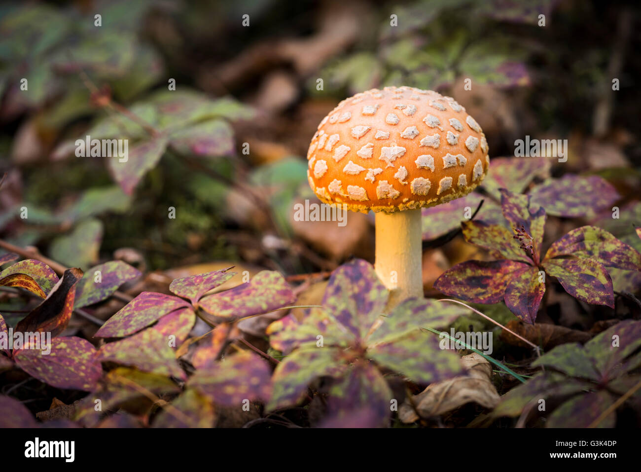 Amanita muscaria, commonly known as the fly agaric or fly amanita, is a mushroom and psychoactive basidiomycete fungus, one of m Stock Photo