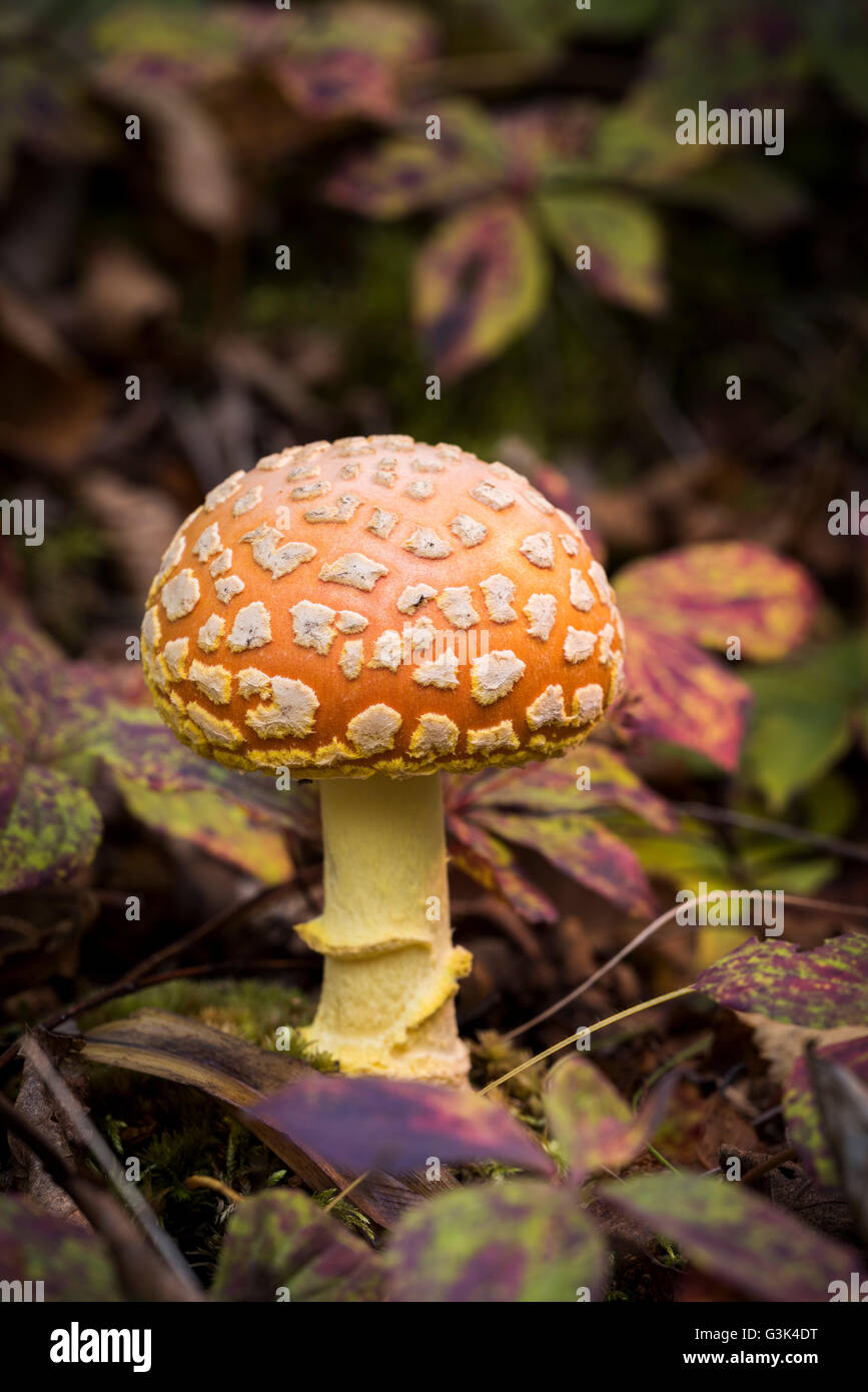 Amanita muscaria, commonly known as the fly agaric or fly amanita, is a mushroom and psychoactive basidiomycete fungus, one of m Stock Photo