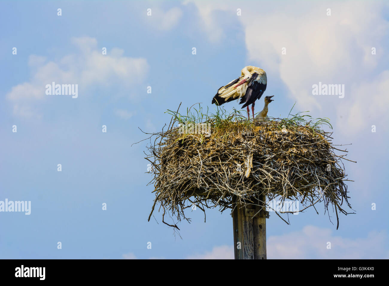 White Stork ( Ciconia ciconia ) with young bird on nest, Austria, Niederösterreich, Lower Austria, Wiener Alpen, Bad Schönau Stock Photo